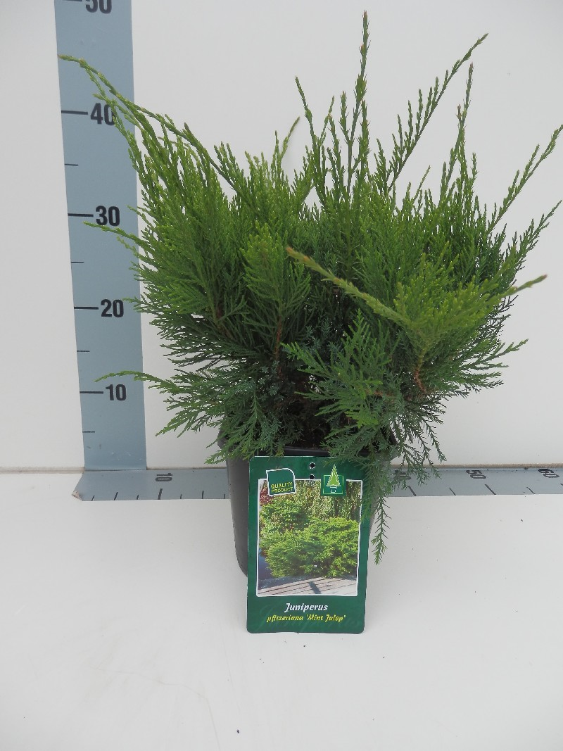 Можжевельник средний Минт Джулеп